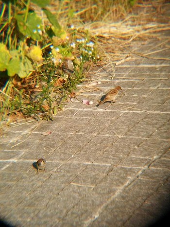 Eurasian Tree Sparrow 恩田川(高瀬橋付近) Sun, 6/3/2018