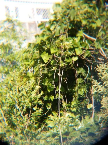 Warbling White-eye 恩田川(高瀬橋付近) Sun, 6/3/2018