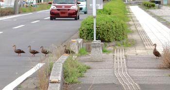Wed, 7/5/2023 Birding report at Isanuma