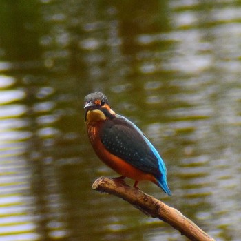 カワセミ 葛西臨海公園 2023年6月30日(金)