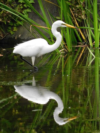 ダイサギ 日比谷公園 2023年7月5日(水)