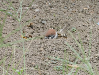 2023年7月5日(水) 日比谷公園の野鳥観察記録