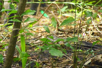 Taiwan Scimitar Babbler 台北植物園 Mon, 6/5/2023