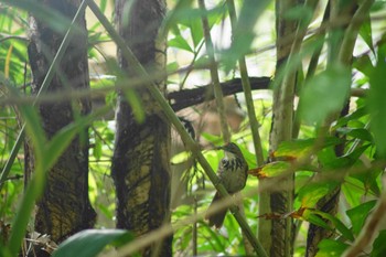 ヒメマルハシ 台北植物園 2023年6月5日(月)