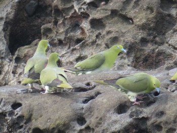 White-bellied Green Pigeon Terugasaki Beach Wed, 7/5/2023