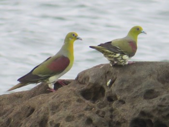 White-bellied Green Pigeon Terugasaki Beach Wed, 7/5/2023