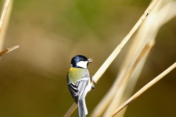 シジュウカラ 野川 2011年3月13日(日)