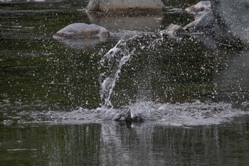 Crested Kingfisher Unknown Spots Wed, 7/5/2023