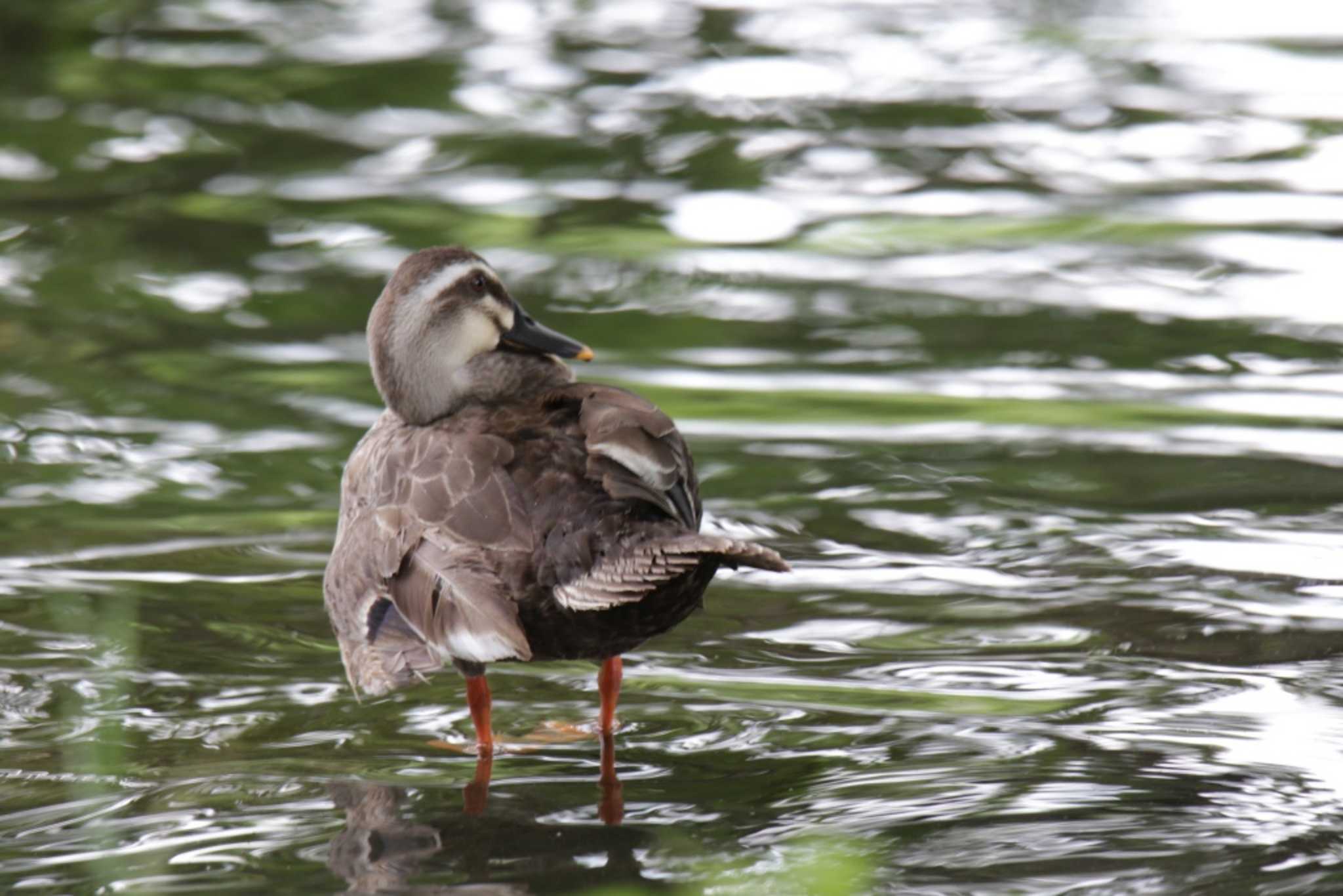 Eastern Spot-billed Duck