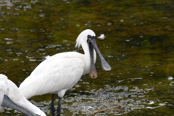 Black-faced Spoonbill 与根の三角池 Tue, 7/4/2023