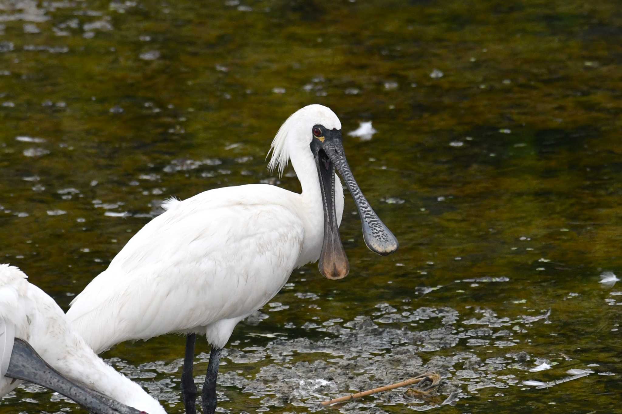 Photo of Black-faced Spoonbill at 与根の三角池 by Semal