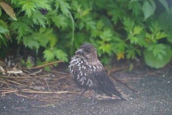 Spotted Nutcracker 宮城蔵王 Sat, 7/1/2023