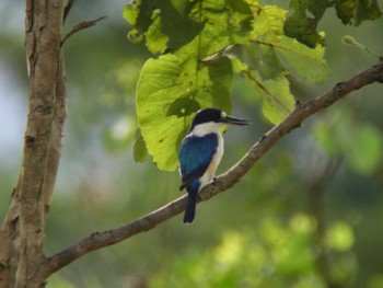 Forest Kingfisher Papua New Guinea Unknown Date