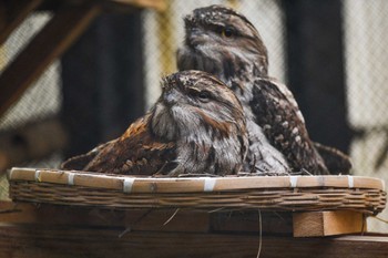 Tawny Frogmouth キャンベルタウン野鳥の森 Tue, 5/18/2021