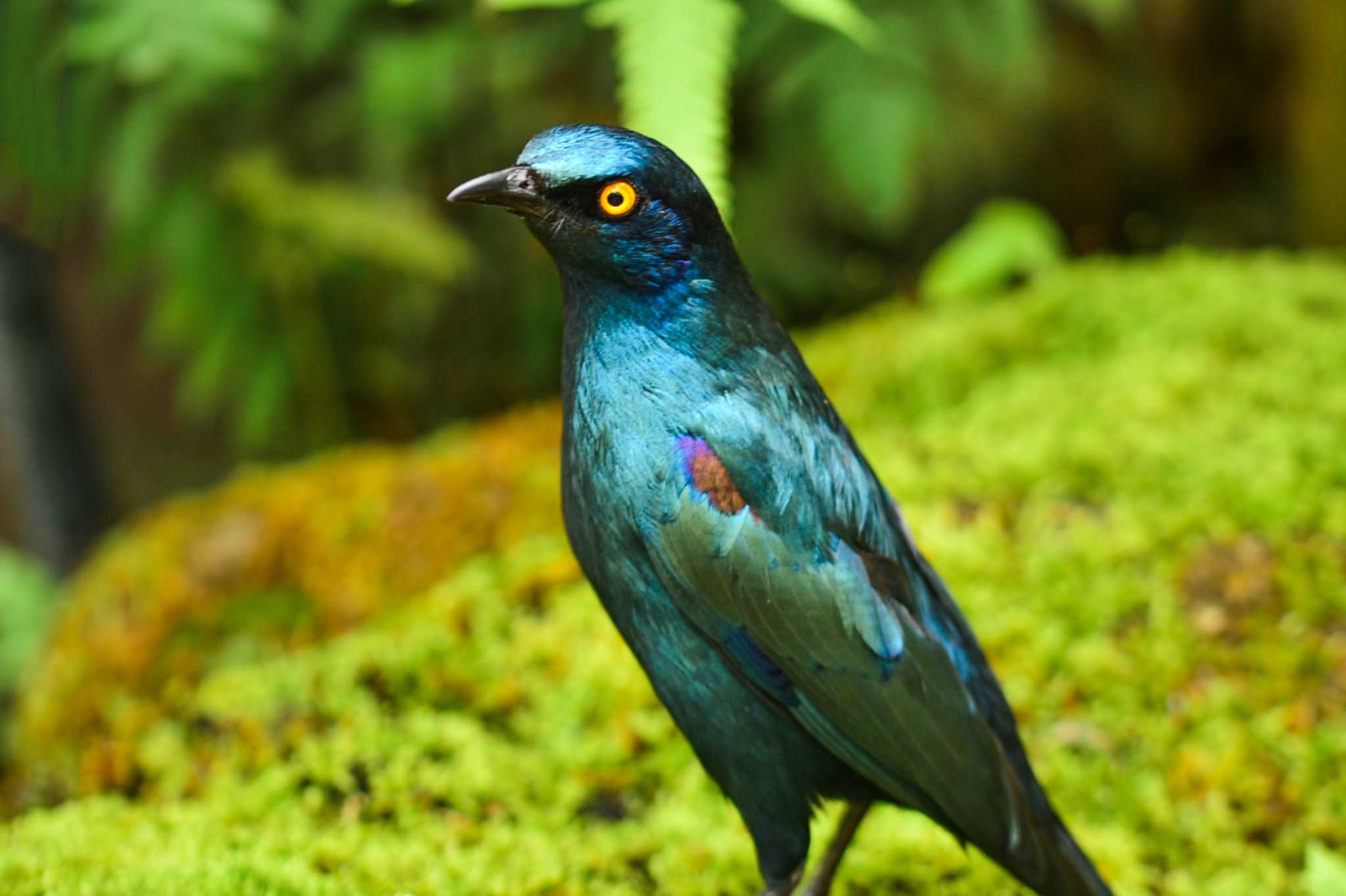 Photo of Greater Blue-eared Starling at  by Yokai