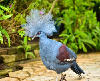 Western Crowned Pigeon Unknown Spots Thu, 4/7/2011