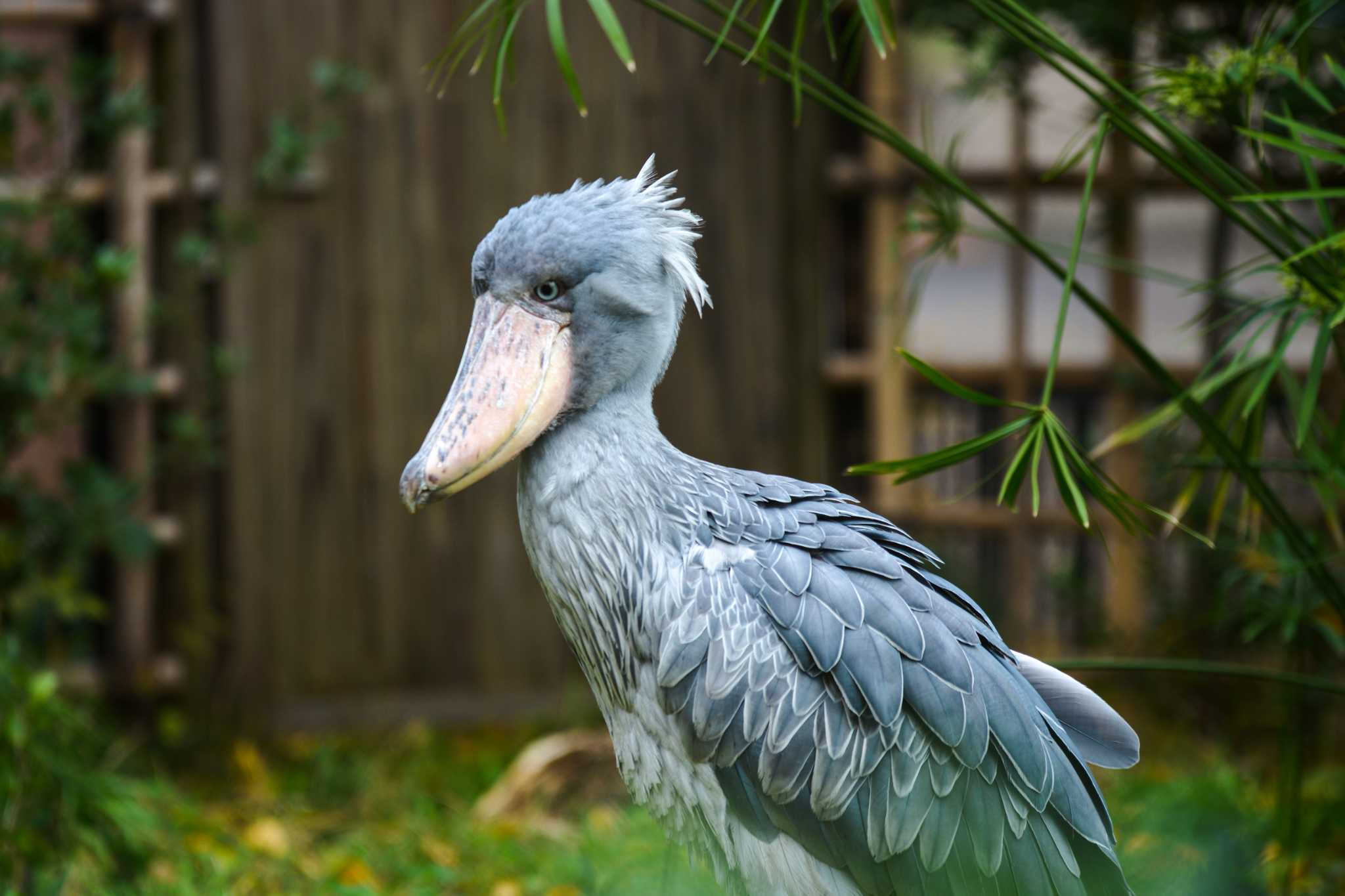 Photo of Shoebill at Ueno Zoo by Yokai