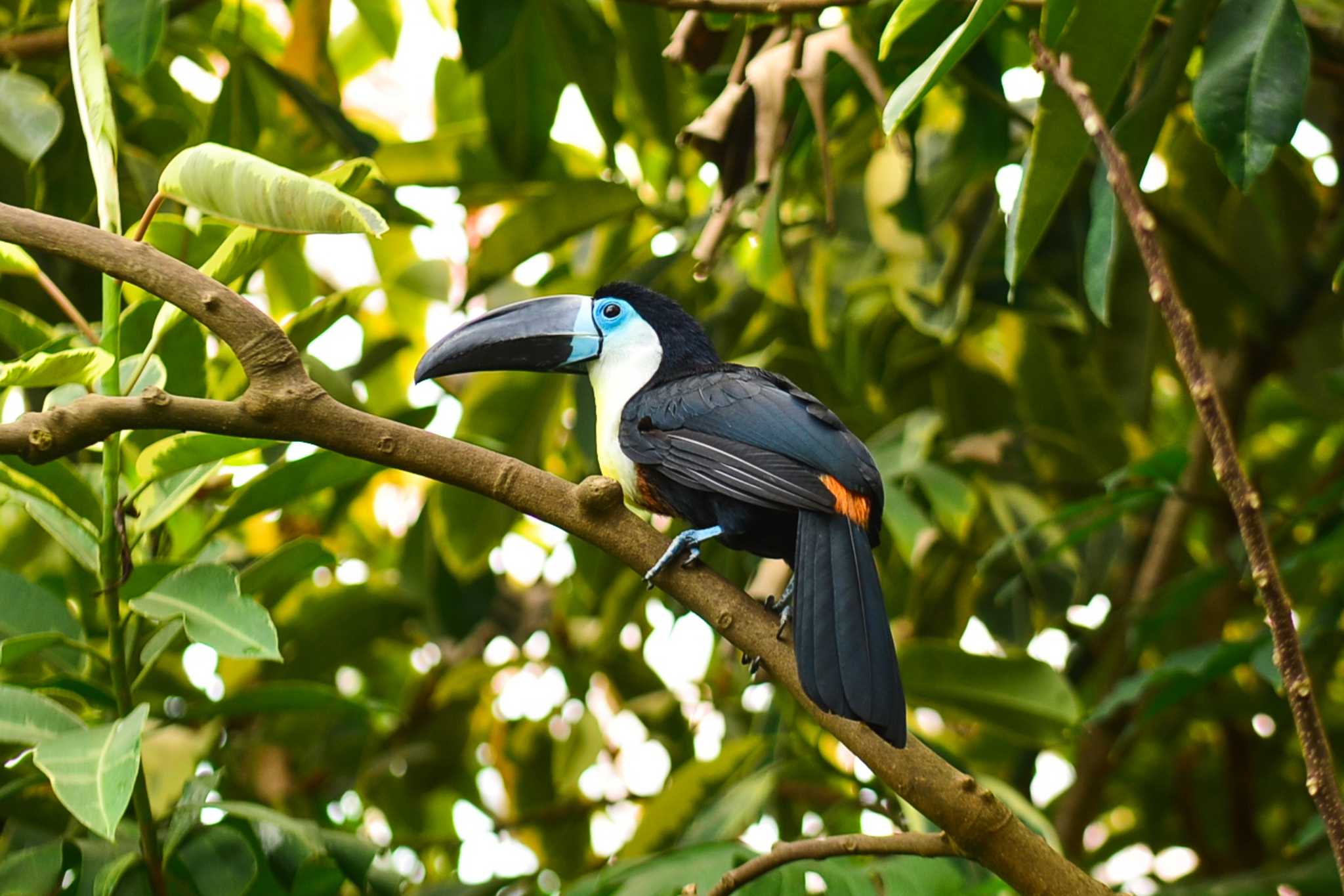 Photo of White-throated Toucan at  by Yokai