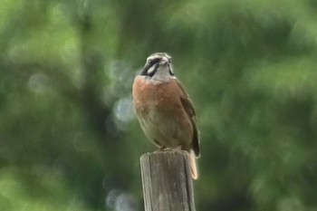 Meadow Bunting 小畔水鳥の郷公園 Wed, 7/5/2023