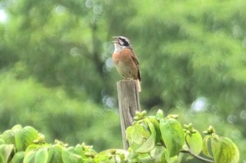 ホオジロ 小畔水鳥の郷公園 2023年7月5日(水)