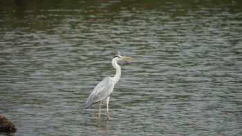 Grey Heron くつわ堰 Sun, 5/13/2018