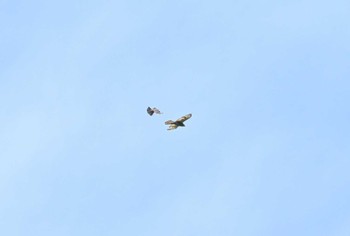 Grey-faced Buzzard Unknown Spots Mon, 7/3/2023