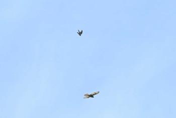 Grey-faced Buzzard Unknown Spots Mon, 7/3/2023