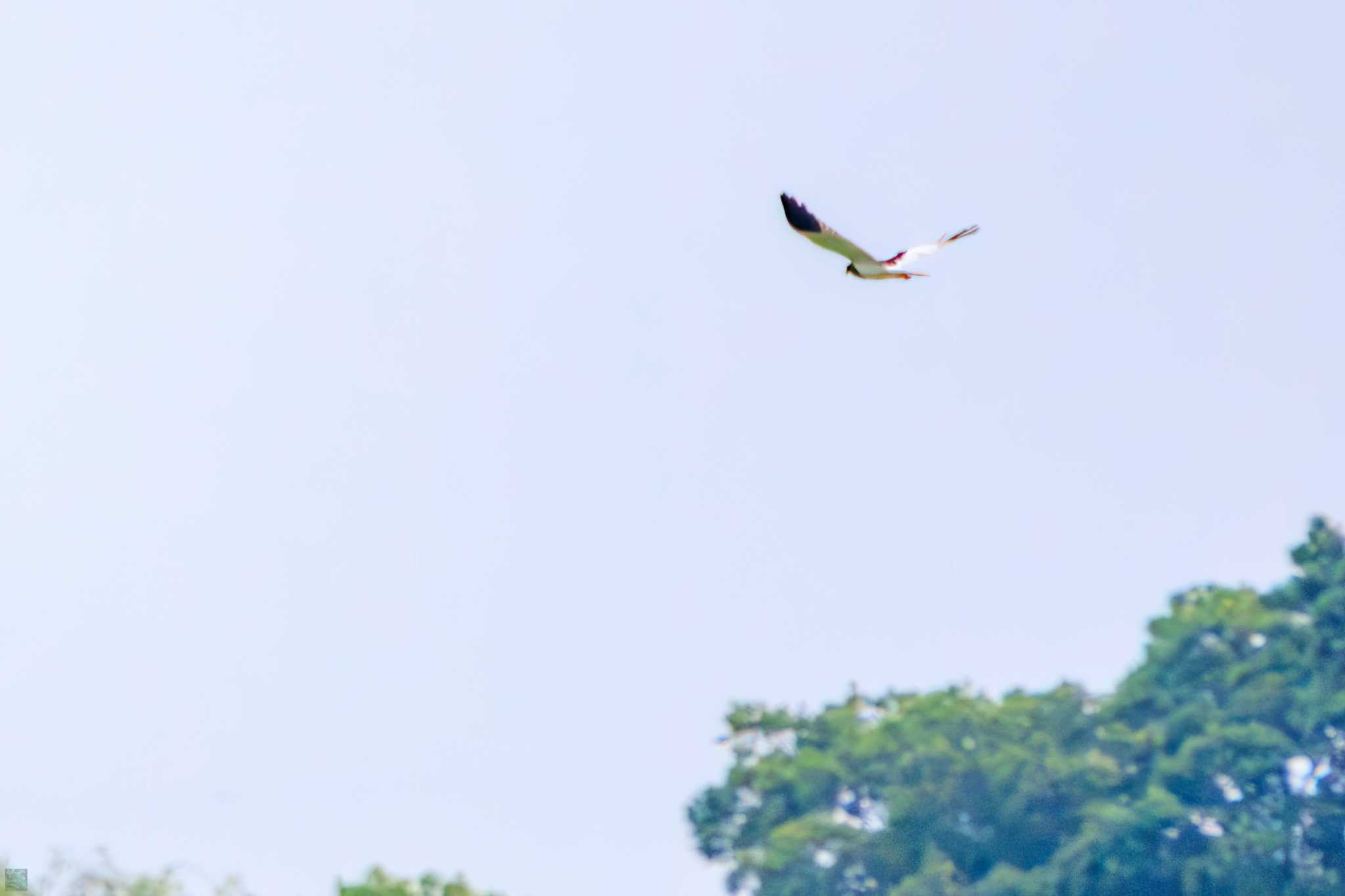 Pied Harrier