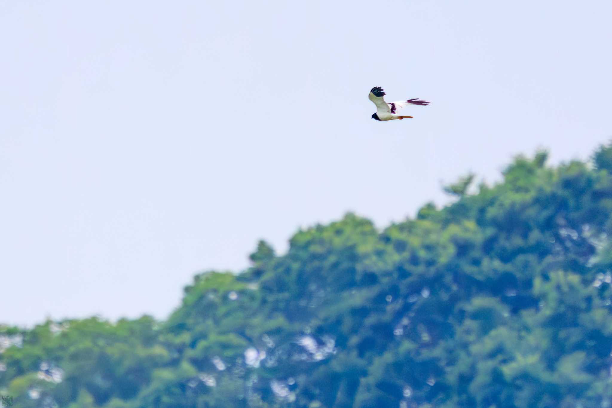 Photo of Pied Harrier at Watarase Yusuichi (Wetland) by d3_plus