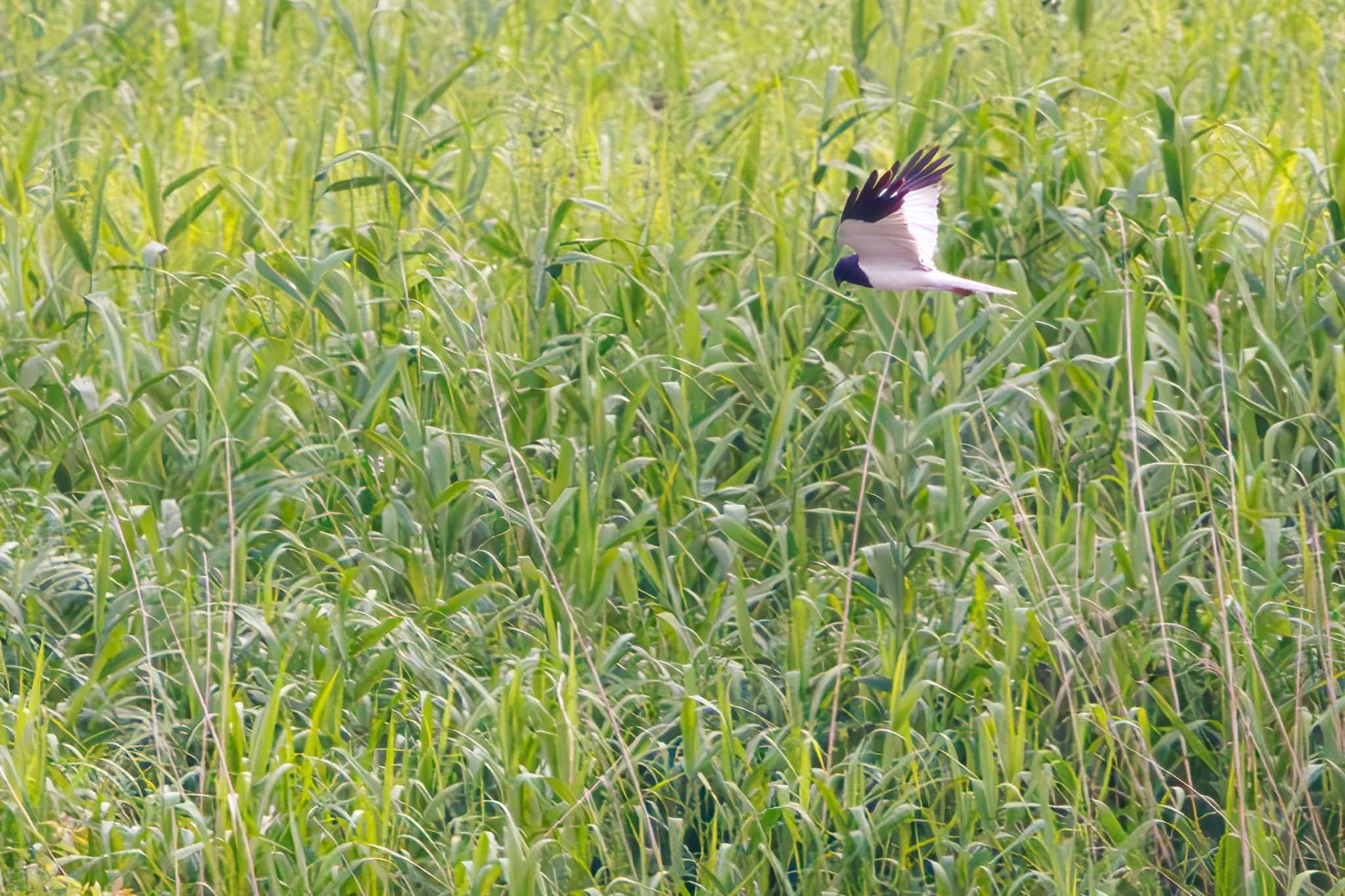 Photo of Pied Harrier at Watarase Yusuichi (Wetland) by d3_plus