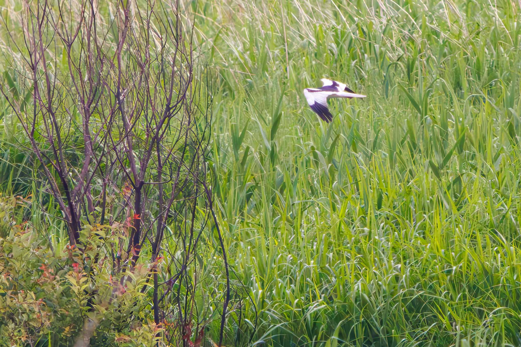 Pied Harrier