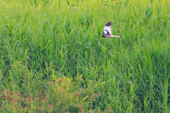 Pied Harrier Watarase Yusuichi (Wetland) Sat, 6/10/2023