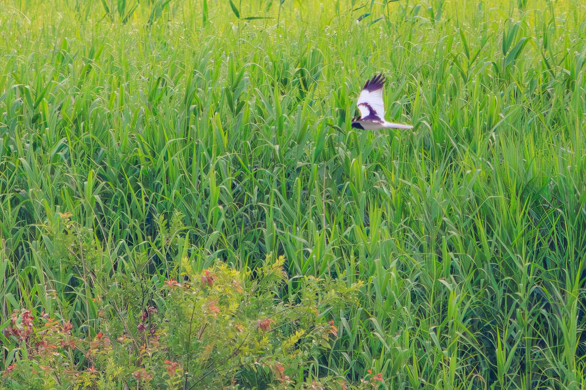 Pied Harrier