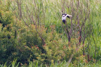 Pied Harrier Watarase Yusuichi (Wetland) Sat, 6/10/2023