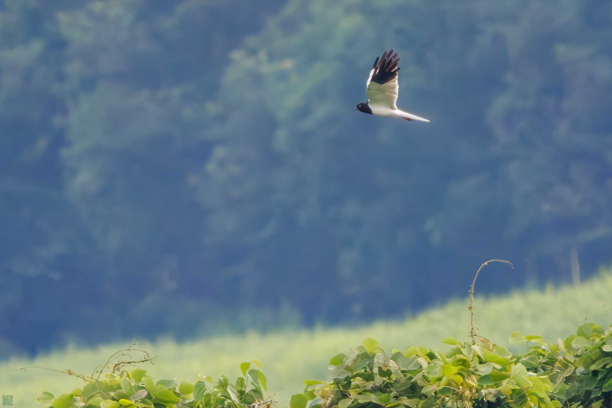 Photo of Pied Harrier at Watarase Yusuichi (Wetland) by d3_plus