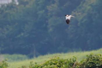 Pied Harrier Watarase Yusuichi (Wetland) Sat, 6/10/2023