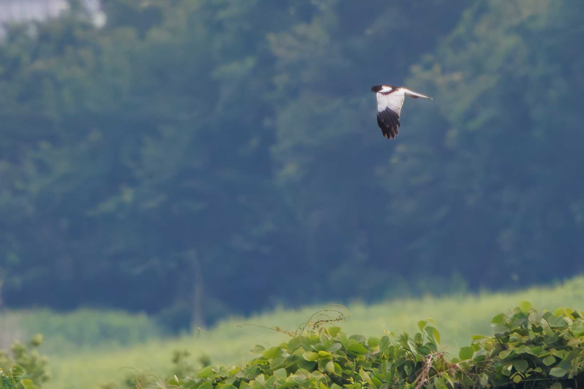 Pied Harrier