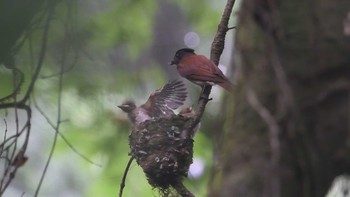 Black Paradise Flycatcher 埼玉県毛呂山 Fri, 6/30/2023