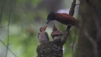 サンコウチョウ 埼玉県毛呂山 2023年6月30日(金)