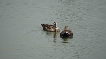 Eastern Spot-billed Duck くつわ堰 Sun, 5/27/2018