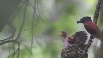 サンコウチョウ 埼玉県毛呂山 2023年6月30日(金)