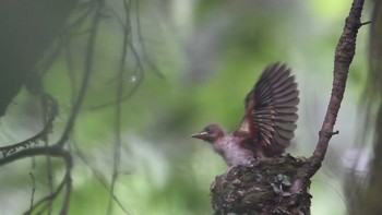 サンコウチョウ 埼玉県毛呂山 2023年6月30日(金)