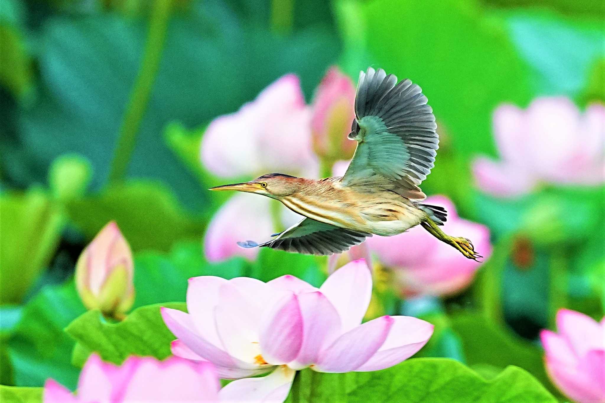 館林 ヨシゴイの写真