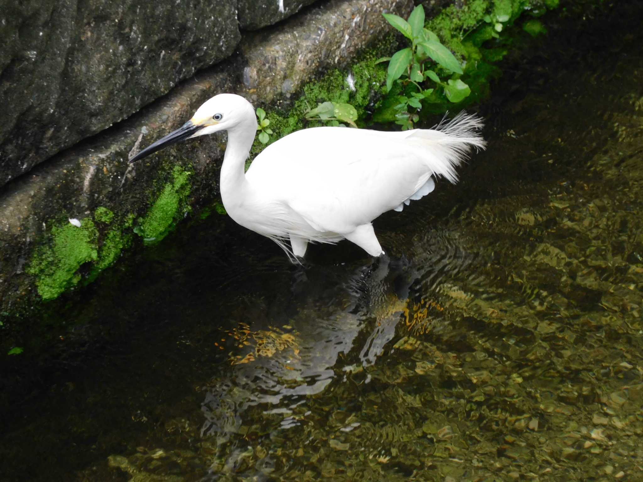 平和の森公園、妙正寺川 コサギの写真