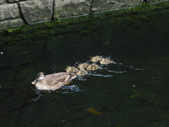 2023年7月6日(木) 平和の森公園、妙正寺川の野鳥観察記録