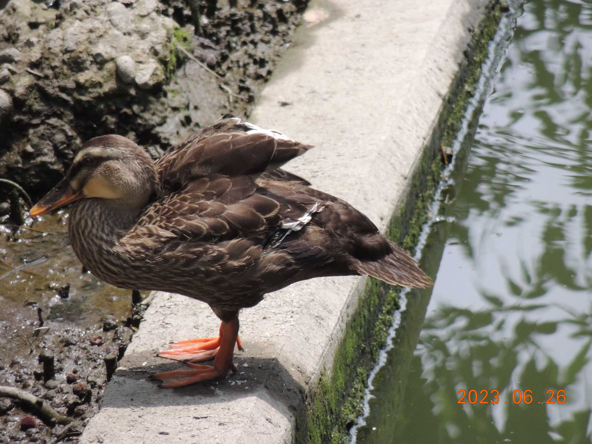 葛西臨海公園 カルガモの写真 by チョコレート