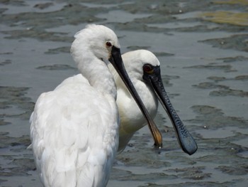 2023年7月6日(木) 与根の三角池の野鳥観察記録