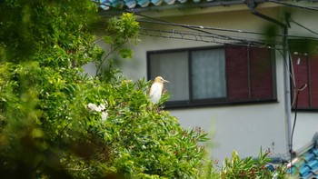 Eastern Cattle Egret くつわ堰 Sun, 5/27/2018