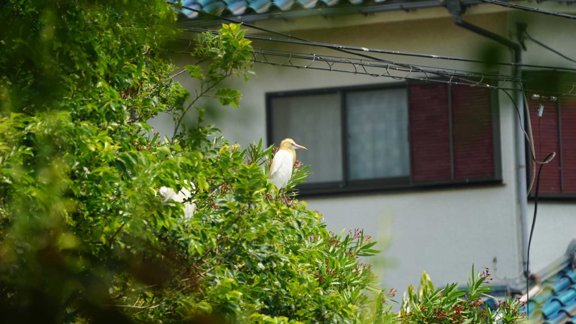 Photo of Eastern Cattle Egret at くつわ堰 by misa X