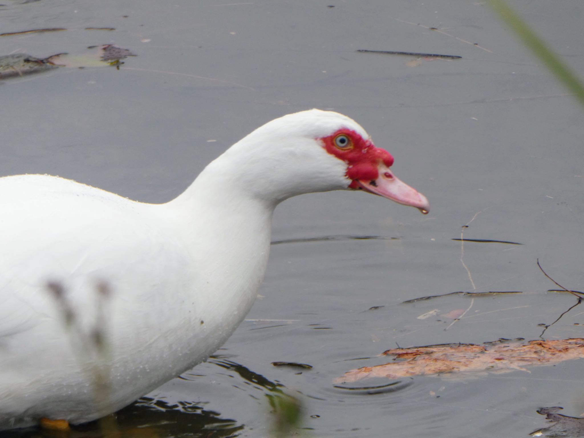 Photo of Muscovy Duck at Centennial Park (Sydney) by Maki